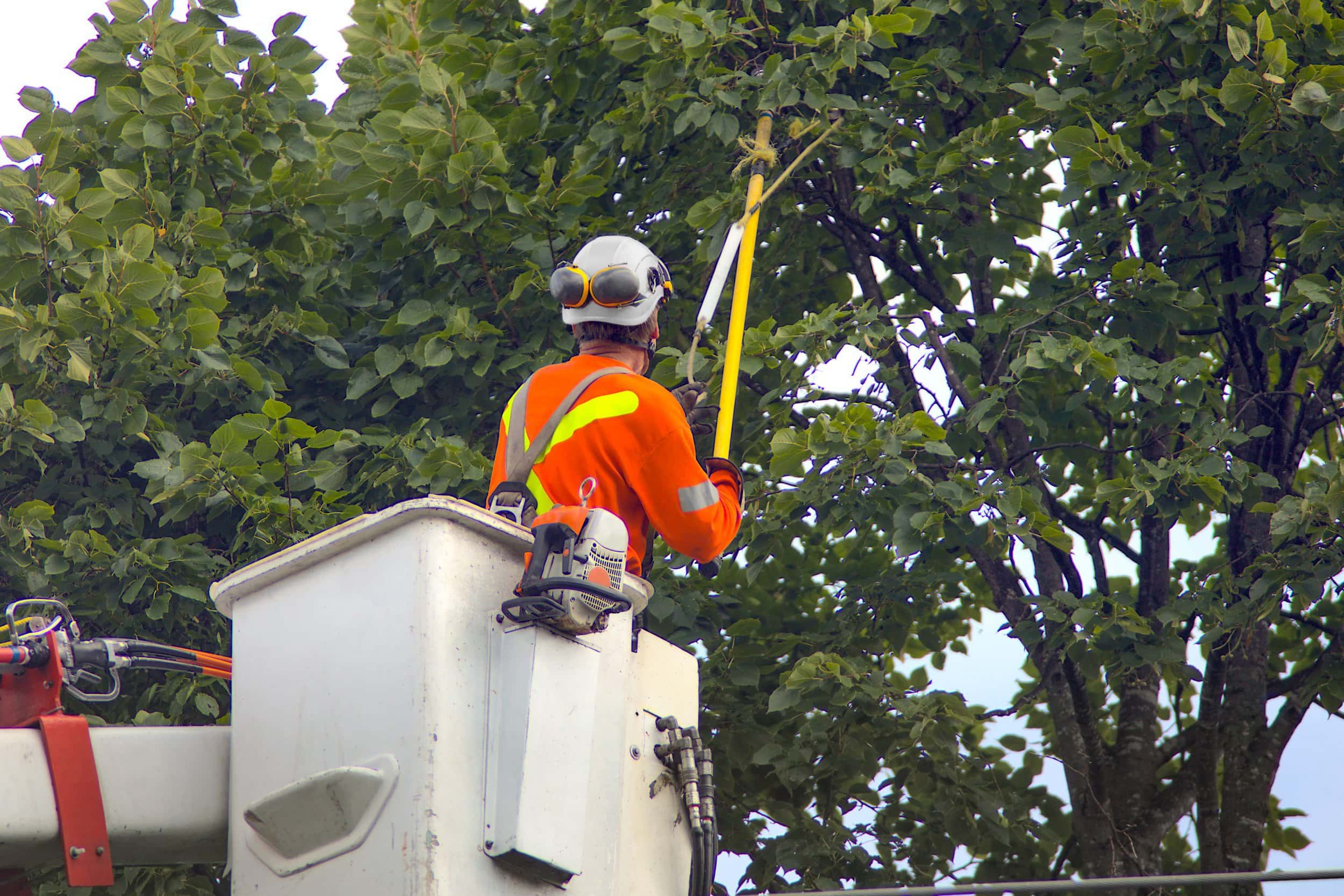 employee in bucket trimming tree