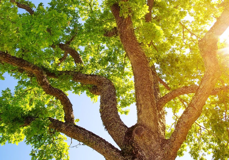 Oak tree with sun shining through leaves